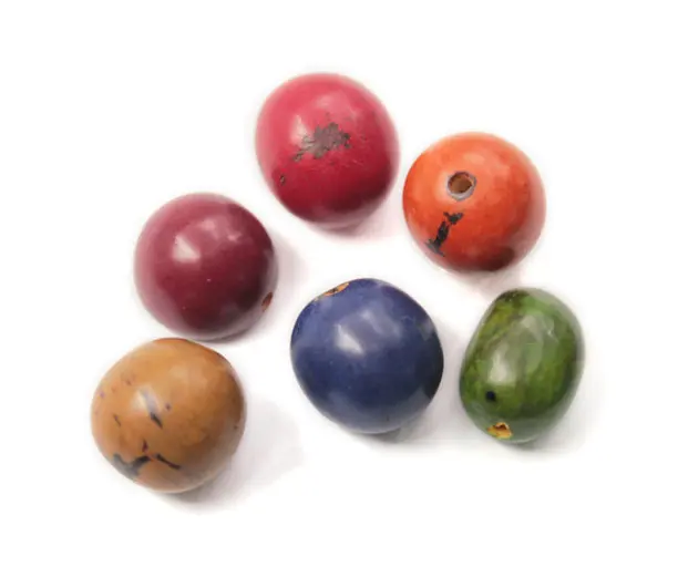 semilla tagua cerebro x und